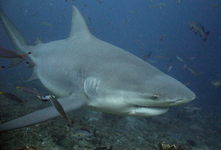 Carcharhinus leucas (Squalo zambesi)